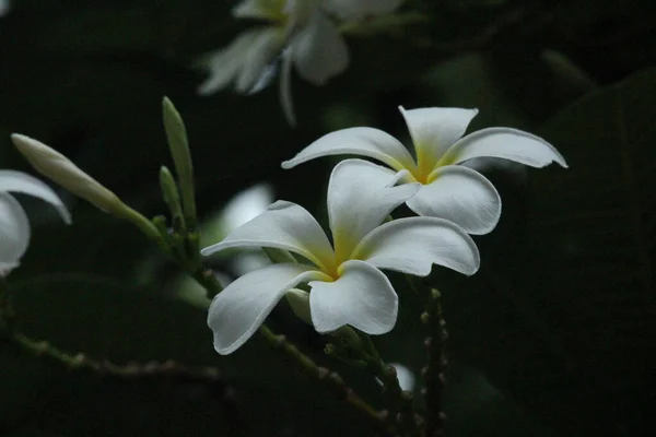 Zblízka Kvetoucí Bílý Květ Frangipani — Stock fotografie