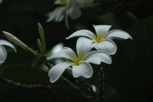 关闭开花白花 Frangipani — 图库照片