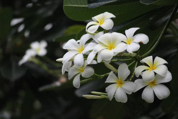 閉じる白花を咲かせます フランジパニ — ストック写真