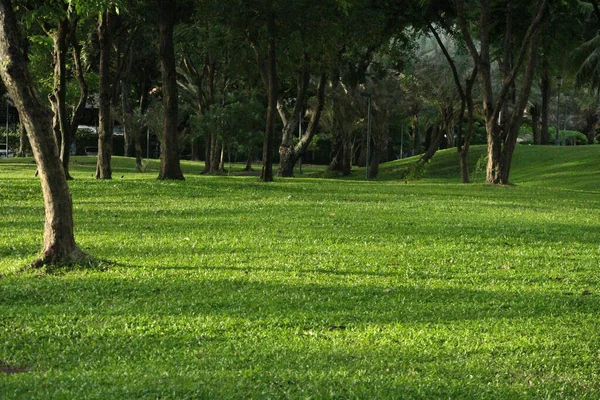 Prachtig Van Natuur Landschap Van Het Park Het Voorjaar Rustig — Stockfoto