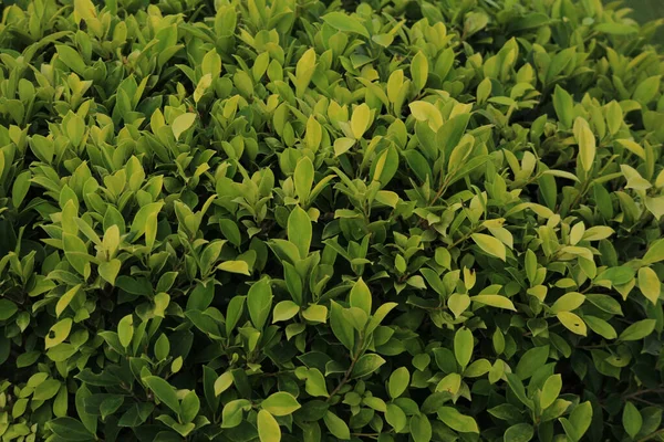 Ficus altissima (yüksek incir veya konsey ağacı) ya da Ficus microcarpa (Çin banyan) gibi bir tür Ficus 'a ait olabilir.). 