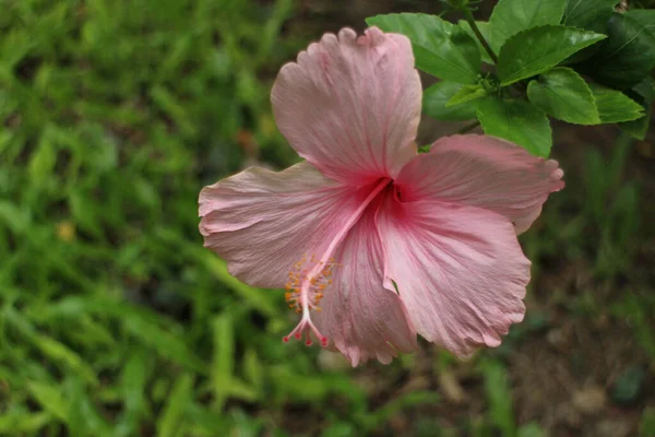 Baharda çiçek açan Hibiscus 'u kapatın