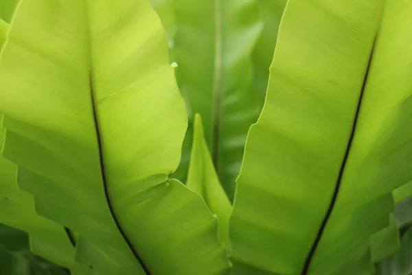 Skönhet Naturen Kurva Fresh Green Leaf Visar Detaljer Textur Och — Stockfoto