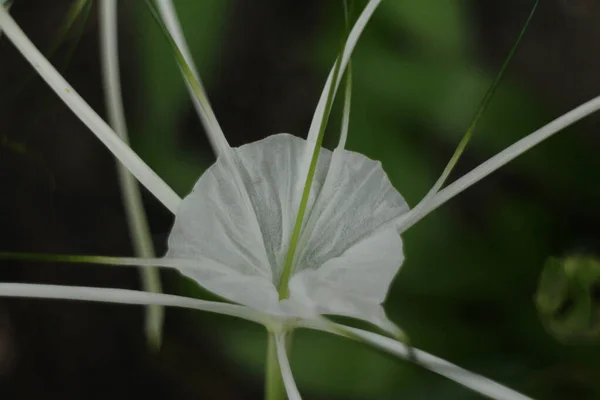 Krása Přírody Zblízka Krásný Rozkvetlý Bílý Květ Crinum Lily Cape — Stock fotografie