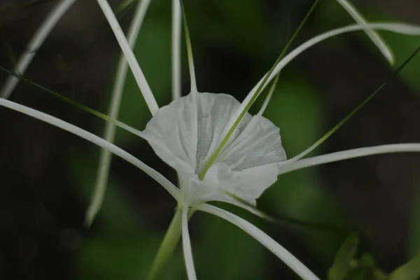 自然の美しさ 美しい花を閉じる白い花 クリムゾンリリー ケープリリー スパイダーリリー 毒球根 — ストック写真