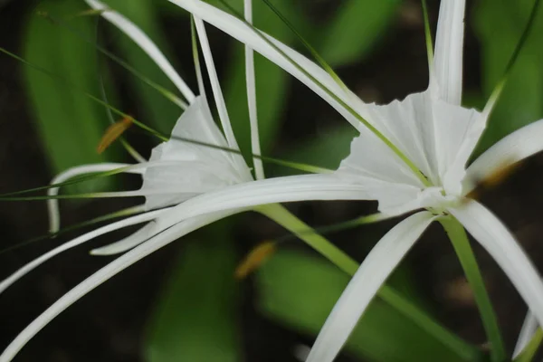 Szépség Természet Közelről Gyönyörű Virágzó Fehér Virág Crinum Lily Cape — Stock Fotó