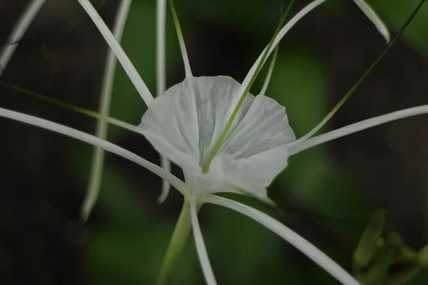 Doğanın Güzelliği Güzel Beyaz Çiçek Crinum Lily Pelerin Lily Örümcek — Stok fotoğraf