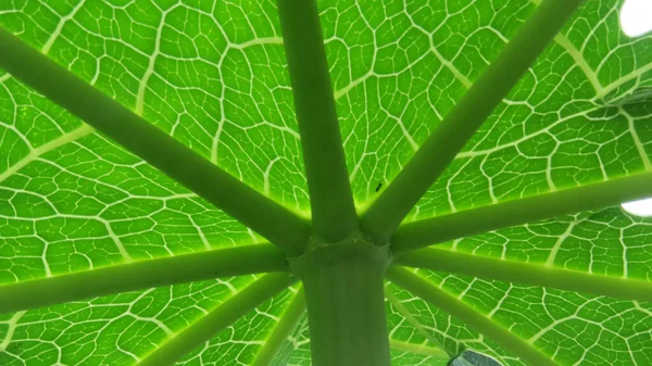Beleza Natureza Close Detalhe Folha Verde Mostrando Incrível Padrão Textura — Fotografia de Stock