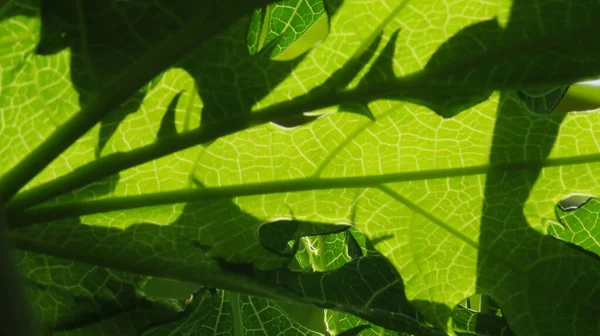 Schönheit Der Natur Nahaufnahme Detail Des Grünen Blattes Zeigt Erstaunliche — Stockfoto