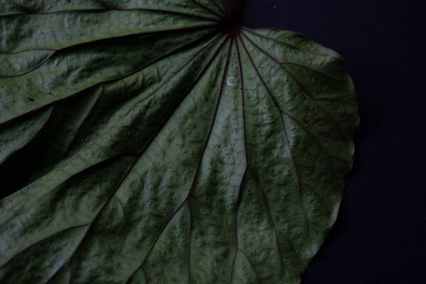 Close up detail of Texture and Pattern of a leaf