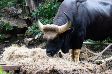 Yakın plan Gaur, Hint Bizonu yeşil alanda.