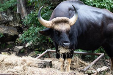 Yakın plan Gaur, Hint Bizonu yeşil alanda.