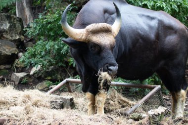 Yakın plan Gaur, Hint Bizonu yeşil alanda.