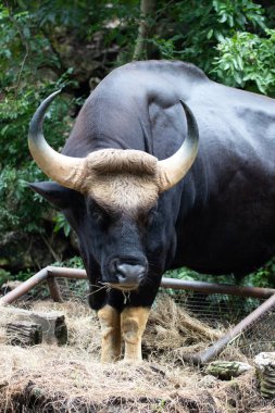 Yakın plan Gaur, Hint Bizonu yeşil alanda.