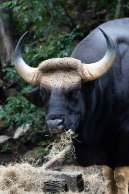 Yakın plan Gaur, Hint Bizonu yeşil alanda.