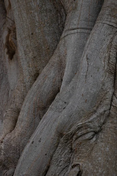 Nahaufnahme Detail Der Textur Und Muster Der Baumwurzel — Stockfoto