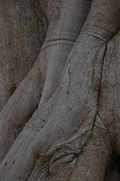 Närbild Detalj Textur Och Mönster Trädets Rot — Stockfoto