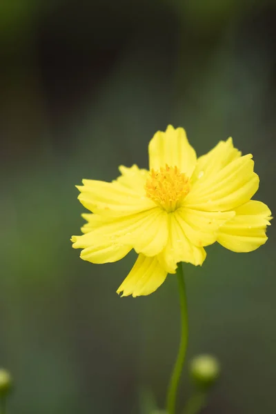 Sluiten Bloeiende Gele Bloem Zwavel Cosmos — Stockfoto