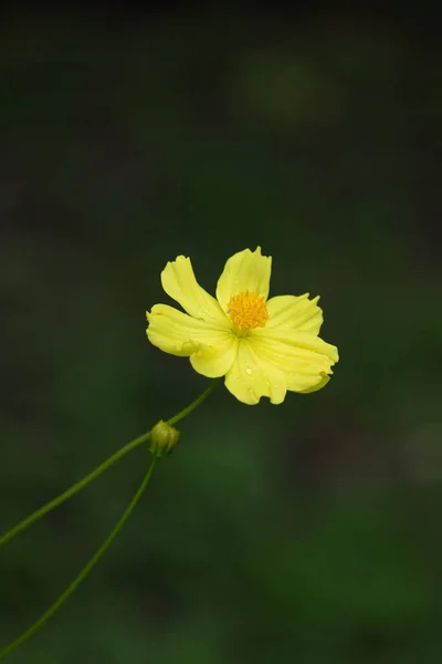 Sluiten Bloeiende Gele Bloem Zwavel Cosmos — Stockfoto