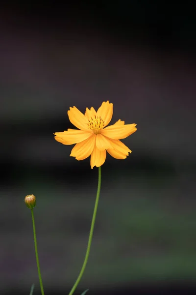 Zblízka Kvetoucí Žlutý Květ Síra Kosmos — Stock fotografie