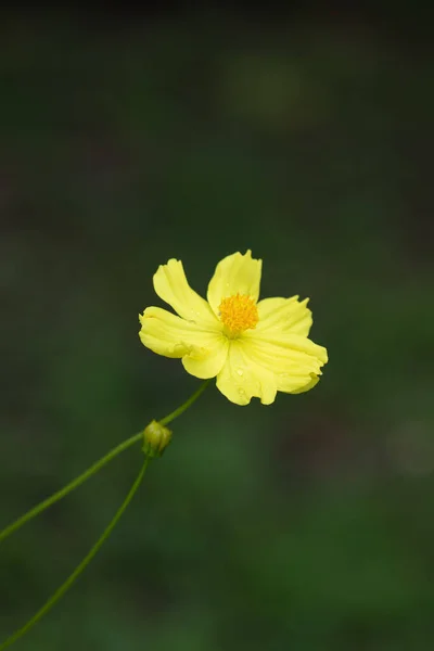 Kapatın Çiçek Açan Sarı Çiçek Sülfür Kozmosu — Stok fotoğraf