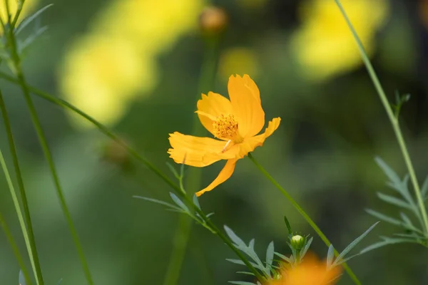 Yazın Açan Sarı Çiçeği Kapat Sülfür Kozmosu — Stok fotoğraf