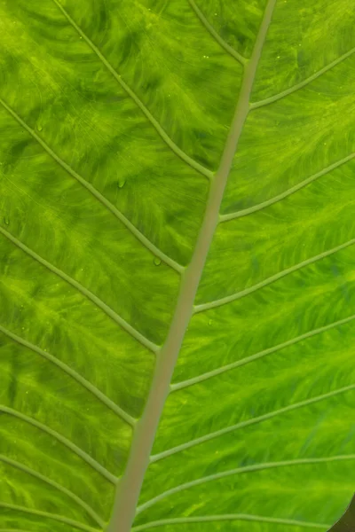 大自然的美丽 新鲜绿叶的曲线 显示纹理和图案的细节 — 图库照片