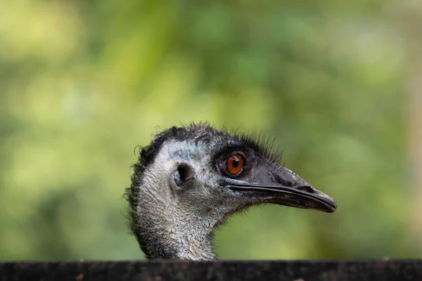 Feche Rosto Emu Bird — Fotografia de Stock