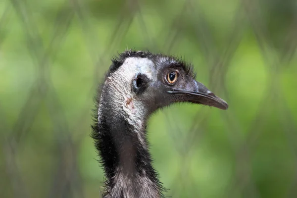 Chiudi Faccia Emu Bird — Foto Stock