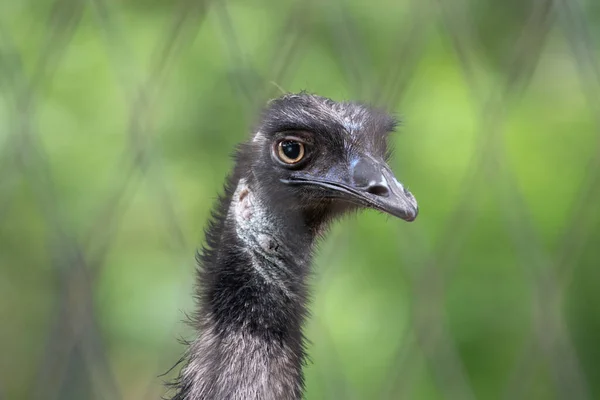 Chiudi Faccia Emu Bird — Foto Stock