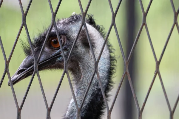 Chiudi Faccia Emu Bird — Foto Stock