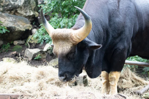 Großaufnahme Gaur Indischer Bison Auf Dem Grünen Hof — Stockfoto