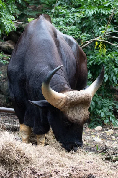 Yakın plan Gaur, Hint Bizonu yeşil alanda.