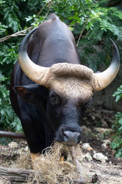 Yakın plan Gaur, Hint Bizonu yeşil alanda.