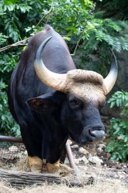 Yakın plan Gaur, Hint Bizonu yeşil alanda.