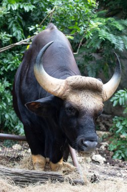 Yakın plan Gaur, Hint Bizonu yeşil alanda.