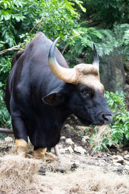 Yakın plan Gaur, Hint Bizonu yeşil alanda.