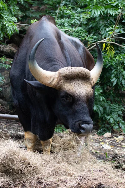 Großaufnahme Gaur Indischer Bison Auf Dem Grünen Hof — Stockfoto