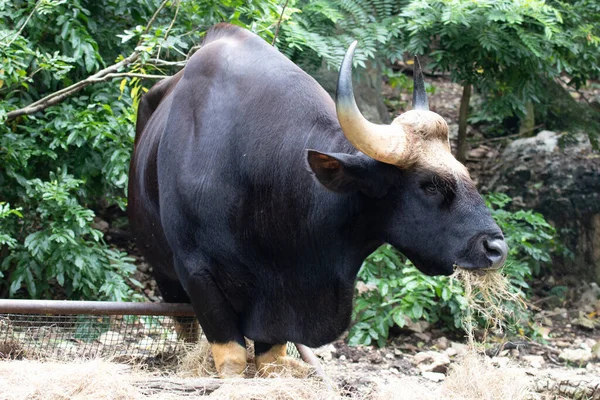 Großaufnahme Gaur Indischer Bison Auf Dem Grünen Hof — Stockfoto