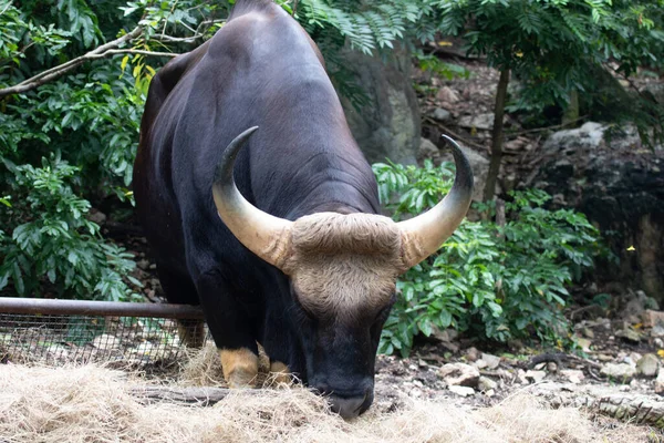 Cerca Gaur Indian Bison Patio Verde — Foto de Stock