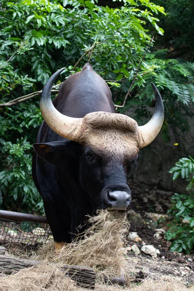 Großaufnahme Gaur Indischer Bison Auf Dem Grünen Hof — Stockfoto