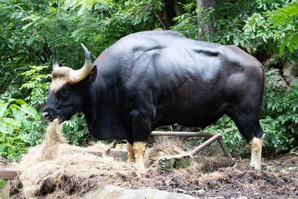 Cerca Gaur Indian Bison Patio Verde — Foto de Stock