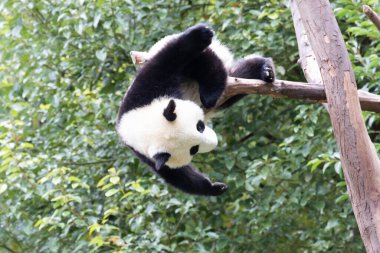 Ağacın üstünde oynaşan panda, Çin