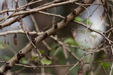 Intertwined tree branches, featuring a main stem covered with small, clustered woody growths. The bark has a rough texture, while thin twigs and a few dry, curled leaves add to the natural complexity of the scene.