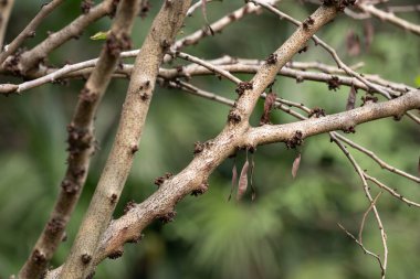 Intertwined tree branches, featuring a main stem covered with small, clustered woody growths. The bark has a rough texture, while thin twigs and a few dry, curled leaves add to the natural complexity of the scene.