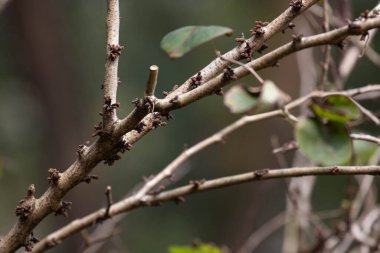 Intertwined tree branches, featuring a main stem covered with small, clustered woody growths. The bark has a rough texture, while thin twigs and a few dry, curled leaves add to the natural complexity of the scene.