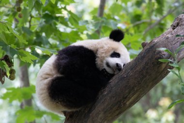 Playful panda having fun on the tree, Shenshuping, Wolong Panda Base, China