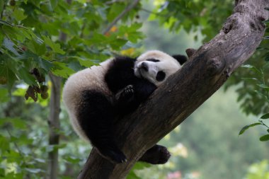 Playful panda having fun on the tree, Shenshuping, Wolong Panda Base, China