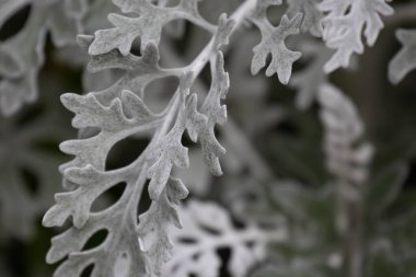 Dusty Miller bitkisinin (Jacobaea maritima) yumuşak, gümüşi gri yapraklarından oluşan yakın çekim. Yapraklar, ışığı zarif bir şekilde yakalayan kadife dokulara sahip karmaşık, dantel benzeri desenler sergiliyor..