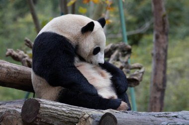 Dev Panda arka bacağıyla kürkünü tırmalıyor, Shenshuping, Wolong Panda Üssü, Çin